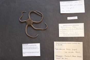 Media type: image; Invertebrate Zoology OPH-5695
